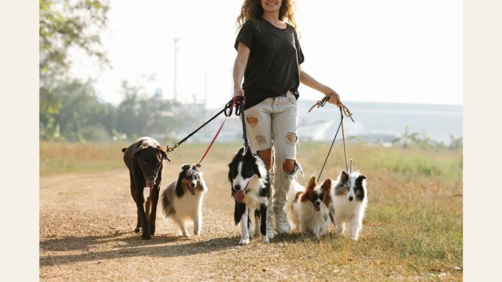 dog walker profissional