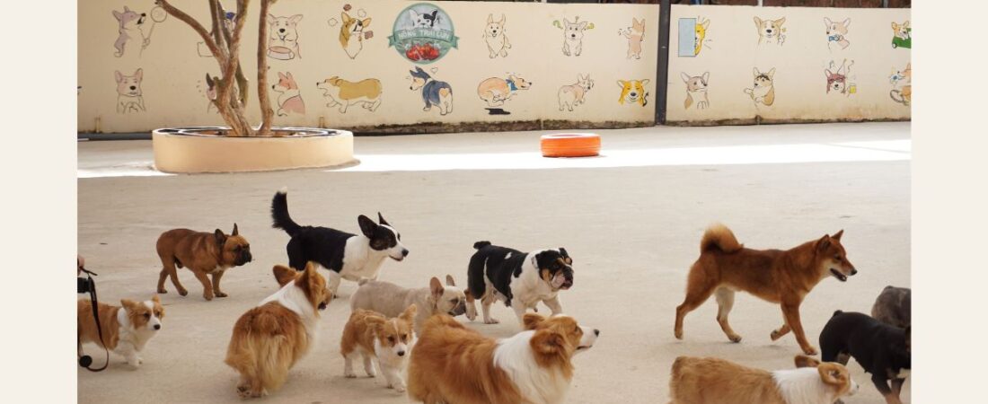 Day Care para Cães: Como Transformar uma Creche para Pets em uma Oportunidade de Renda