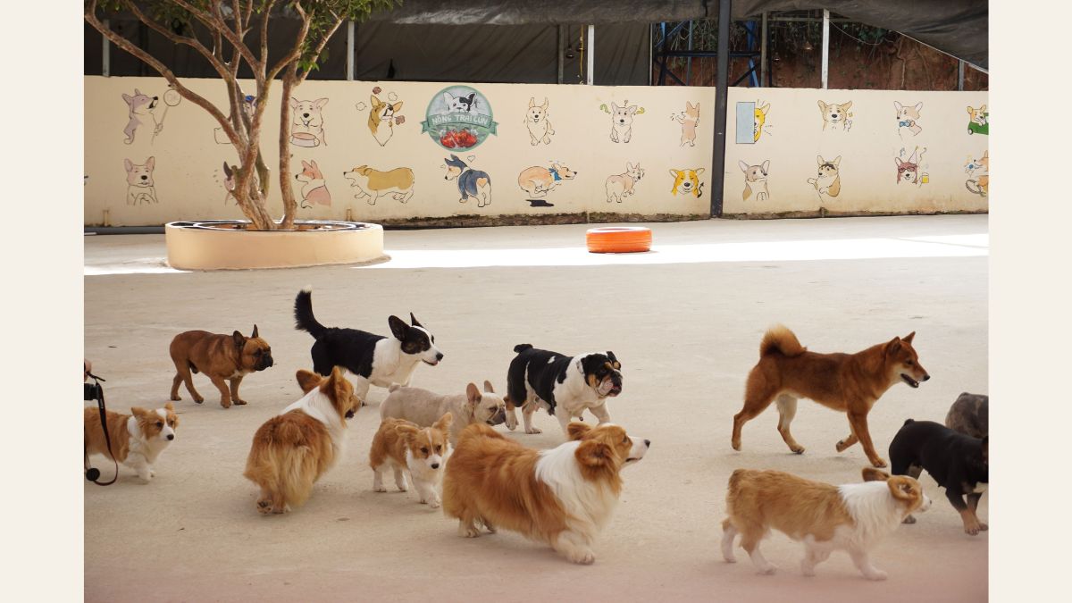 Day Care para Cães: Como Transformar uma Creche para Pets em uma Oportunidade de Renda