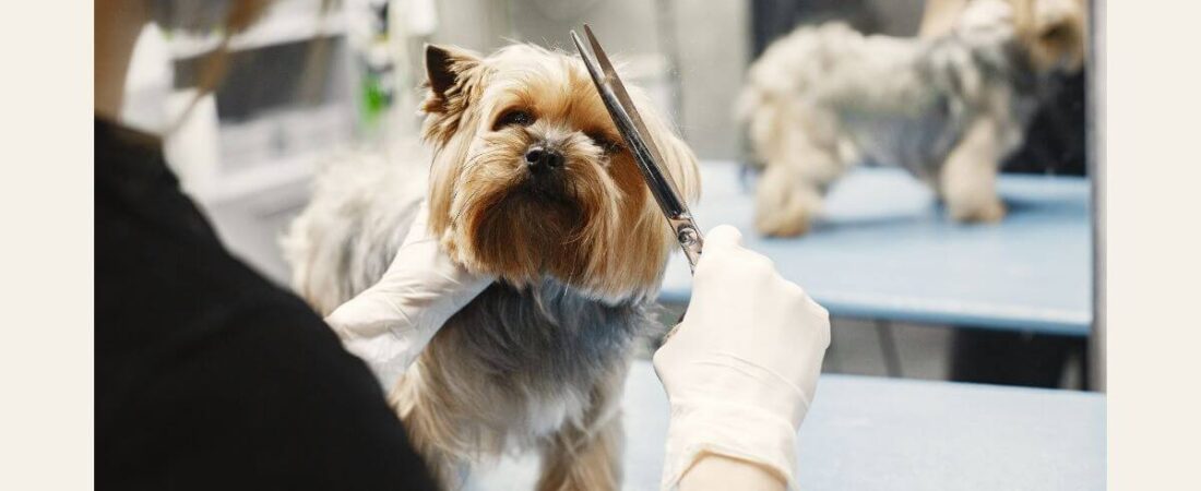Banho e Tosa: Como Transformar o Cuidado com Pets em um Negócio Lucrativo e Recorrente