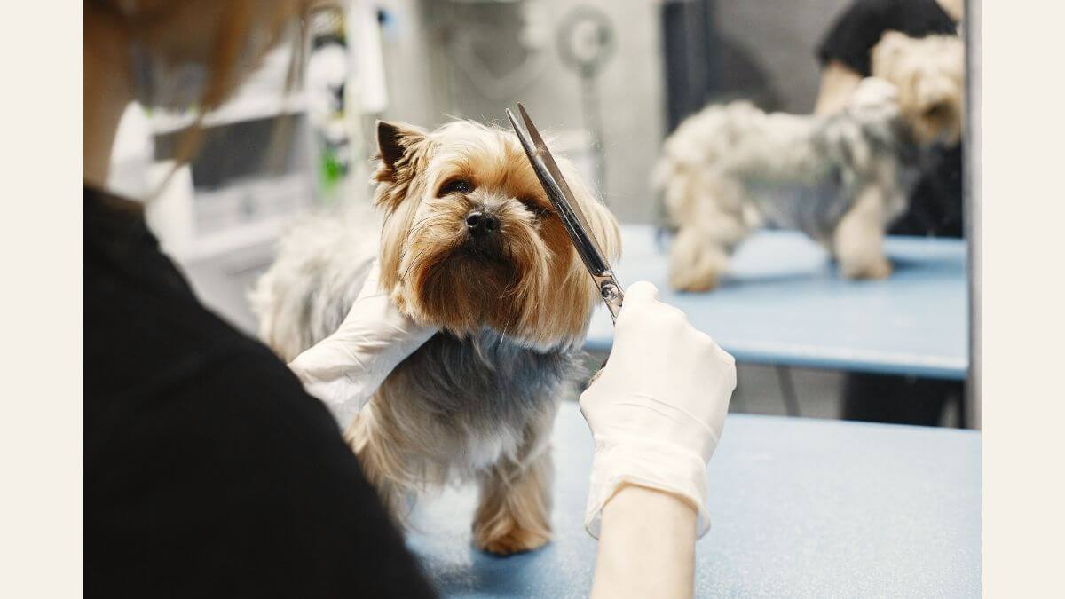 Banho e Tosa: Como Transformar o Cuidado com Pets em um Negócio Lucrativo e Recorrente