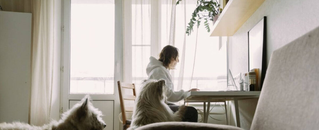 Como Ganhar Dinheiro Criando Conteúdo Sobre Pets Sem Ser Veterinário