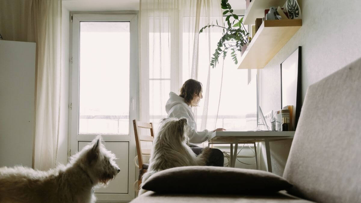 Como Ganhar Dinheiro Criando Conteúdo Sobre Pets Sem Ser Veterinário